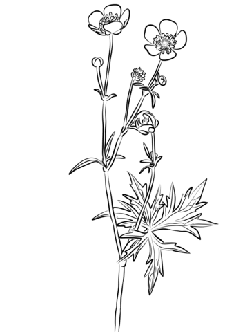 Meadow Buttercup, Ranunculus Acris Coloring Page